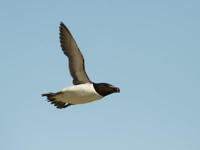 Tordmule [Razorbill] (IMG_0795)