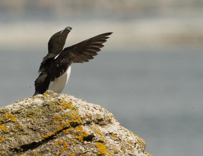 Tordmule [Razorbill] (IMG_9844)
