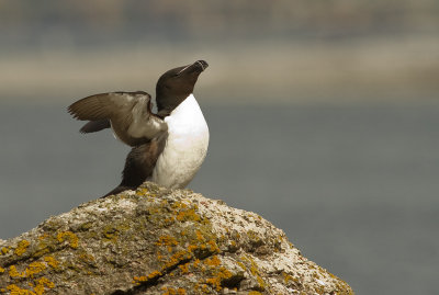 Tordmule [Razorbill] (IMG_9855)