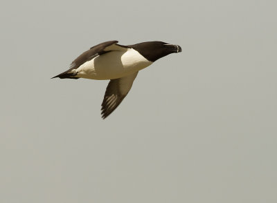 Tordmule [Razorbill] (IMG_9877)