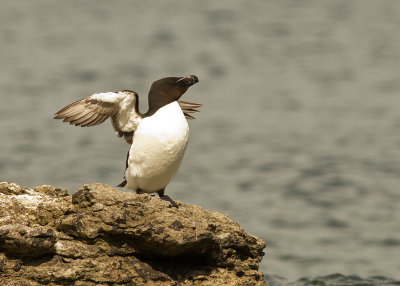Tordmule [Razorbill] (IMG_9938)