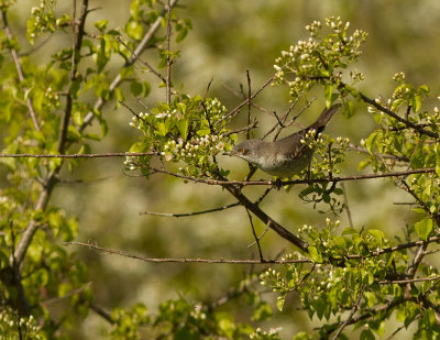Hksngare [Barred Warbler] (IMG_0825)