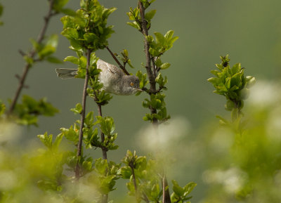 Hksngare [Barred Warbler] (IMG_0896)