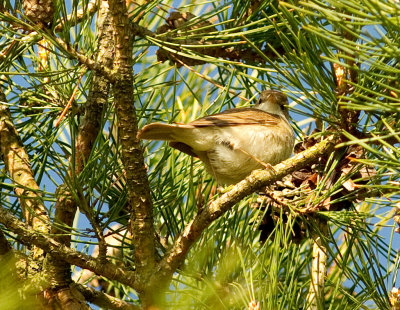 Stppsngare [Booted Warbler] (IMG_0951)