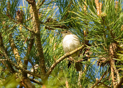 Stppsngare [Booted Warbler] (IMG_0956)