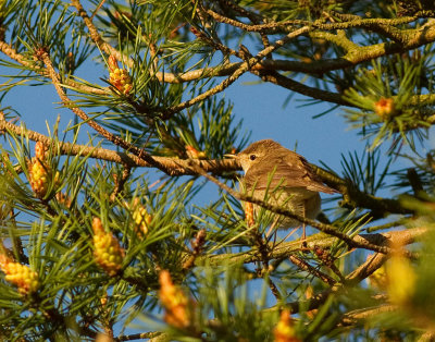 Stppsngare [Booted Warbler] (IMG_1007)