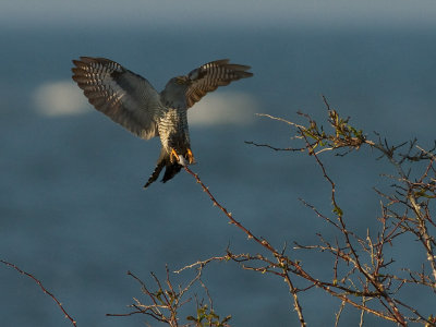 Gk [Common Cuckoo] (IMG_9049)