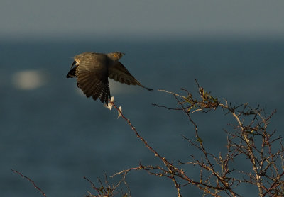 Gk [Common Cuckoo] (IMG_9050)