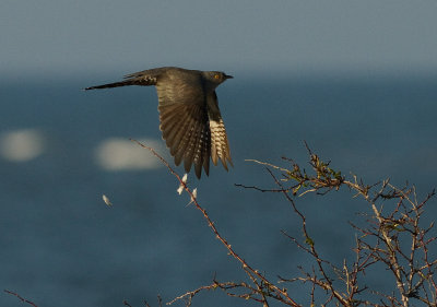 Gk [Common Cuckoo] (IMG_9051)