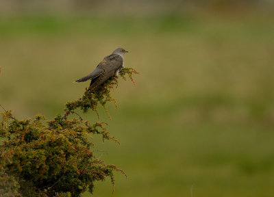 Gk [Common Cuckoo] (IMG_9557)