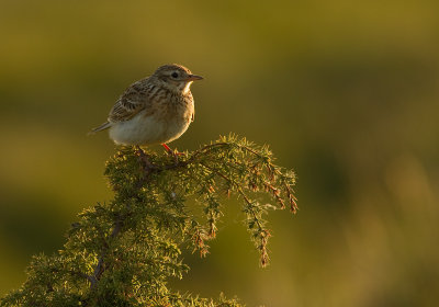 Snglrka [Eurasian Skylark] (IMG_1820)