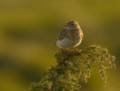 Snglrka [Eurasian Skylark] (IMG_1821)