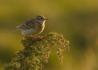 Snglrka [Eurasian Skylark] (IMG_1830)