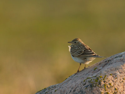 Snglrka [Eurasian Skylark] (IMG_9108)