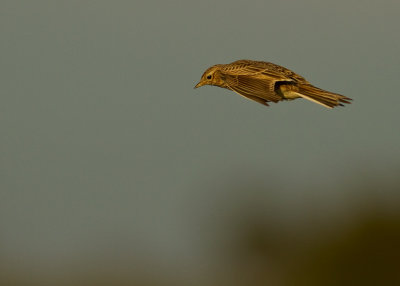 Snglrka [Eurasian Skylark] (IMG_9493)