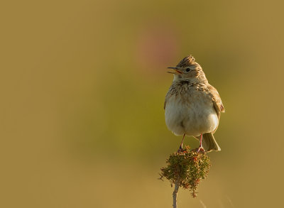 Snglrka [Eurasian Skylark] (IMG_9448)