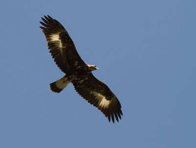 Kungsrn [Golden Eagle] (IMG_9623)