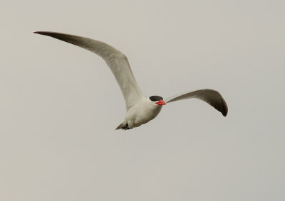 Skrntrna [Caspian Tern] (IMG_9141)