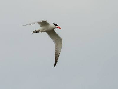 Skrntrna [Caspian Tern] (IMG_9146)