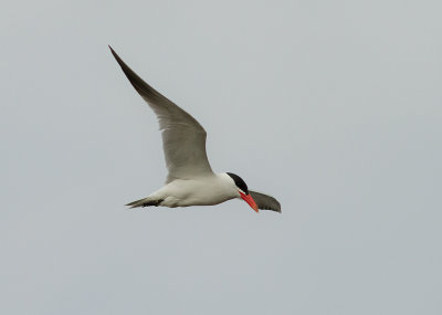 Skrntrna [Caspian Tern] (IMG_9148)