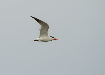 Skrntrna [Caspian Tern] (IMG_9149)