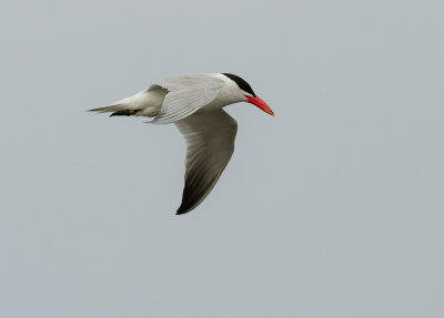 Skrntrna [Caspian Tern] (IMG_9150)