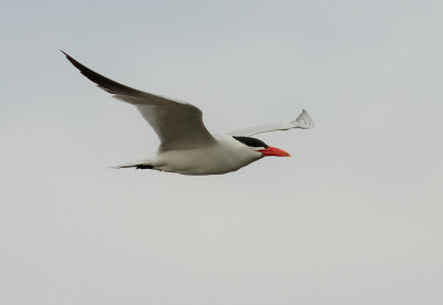 Skrntrna [Caspian Tern] (IMG_9170)