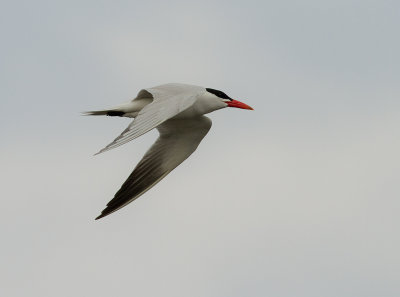 Skrntrna [Caspian Tern] (IMG_9174)