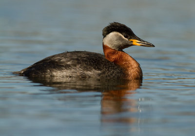 Grhakedopping [Red-necked Grebe] (IMG_6640)
