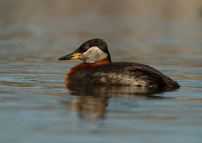 Grhakedopping [Red-necked Grebe] (IMG_6657)