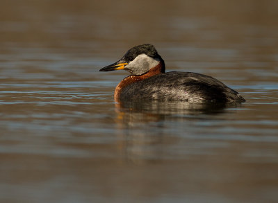 Grhakedopping [Red-necked Grebe] (IMG_6669)