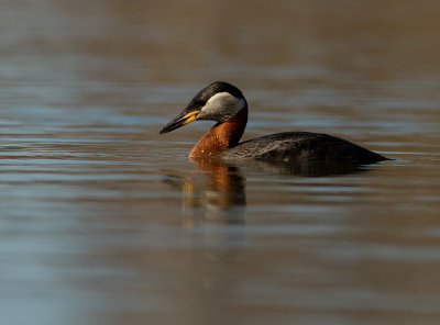 Grhakedopping [Red-necked Grebe] (IMG_6672)