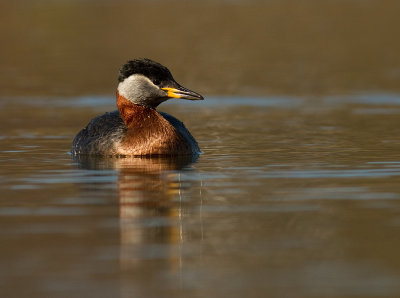 Grhakedopping [Red-necked Grebe] (IMG_6676)