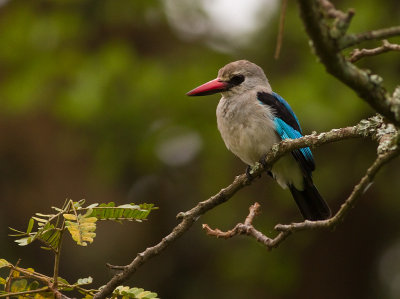 Woodland Kingfisher (IMG_1711)