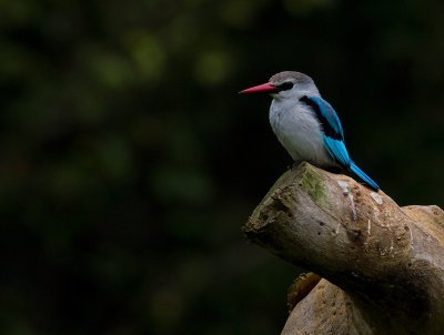 Woodland Kingfisher (IMG_1802)