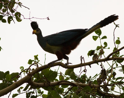 Great Blue Turaco (IMG_1910)