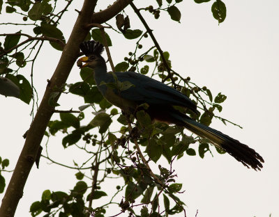 Great Blue Turaco (IMG_1917)