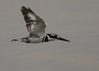 Pied Kingfisher (IMG_1985)