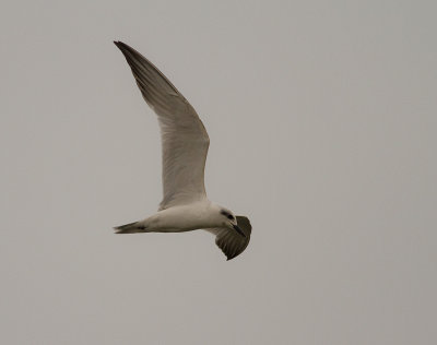 Gull-billed Tern (IMG_2000)