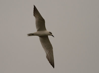Gull-billed Tern (IMG_2001)