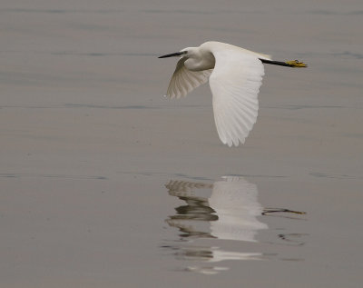 Little Egret (IMG_2006)