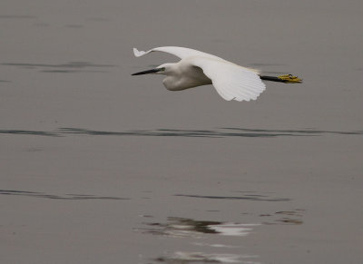 Little Egret (IMG_2009)