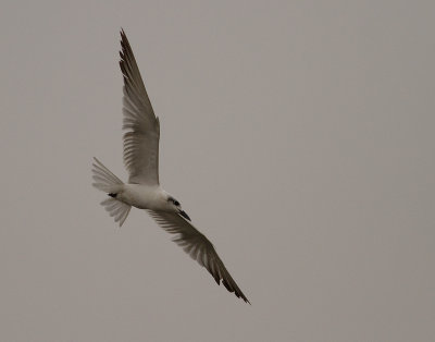 Gull-billed Tern (IMG_2013)