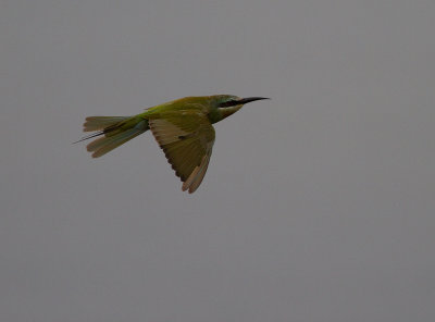 ??? Bee-eater (IMG_2049)