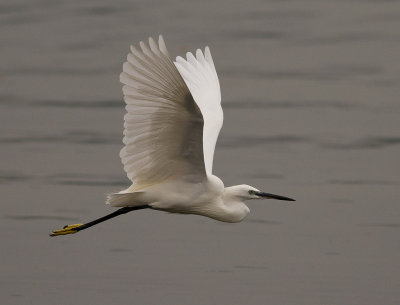 Little Egret (IMG_2056)