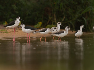 Black-winged Stilt (IMG_2077)