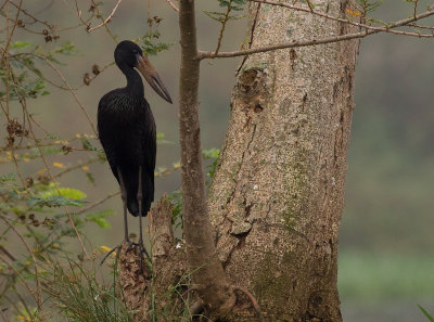 African Open-billed Stork (IMG_2085)