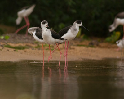 Black-winged Stilt (IMG_2095)