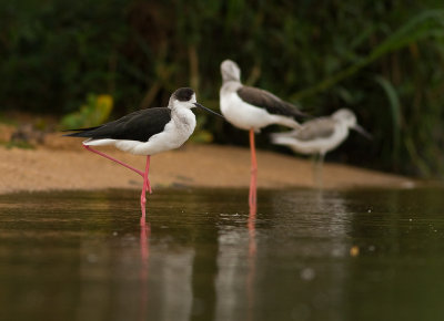 Black-winged Stilt (IMG_2109)