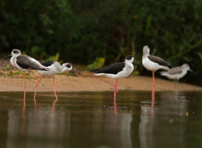 Black-winged Stilt (IMG_2110)